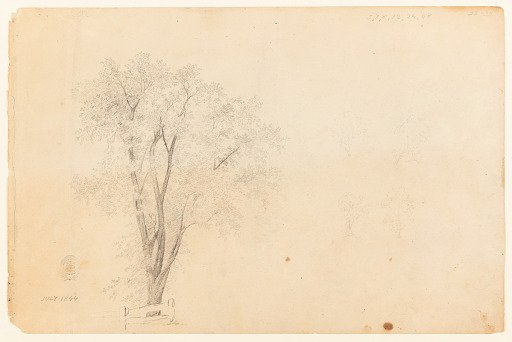 Tree Sketches, Catskill, New York