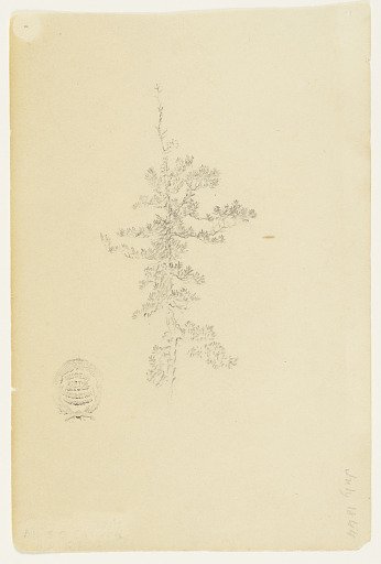 Evergreen Tree, Catskill, New York