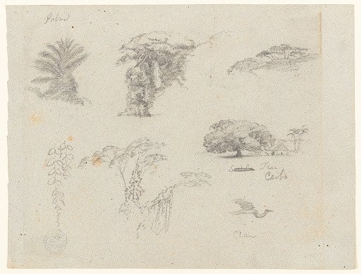 Botanical Sketces with a Flying Crane, Colombia
