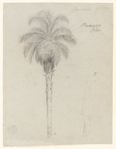 Tamaca Palm, Colombia or Ecuador