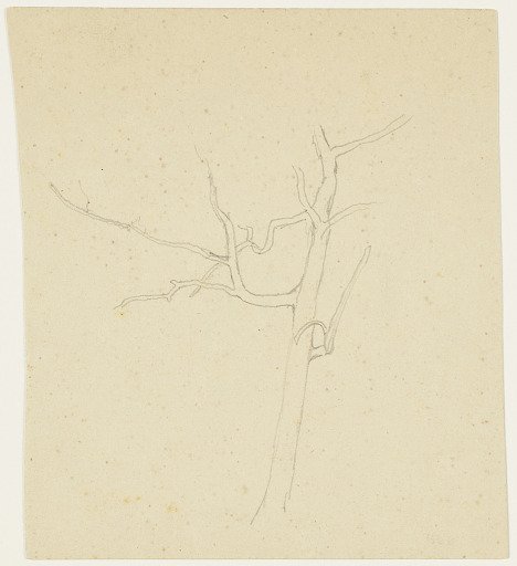Leafless Tree