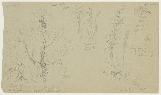 Botanical Sketches, Vermont