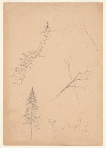 Botanical Sketches, Maine