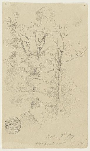 Two Trees on Wassataquoik Stream, Maine