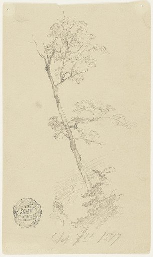 Tree at Lake Millinocket, Maine