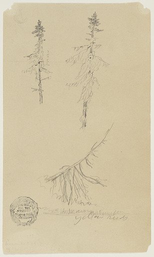 Sketch of Evergreens