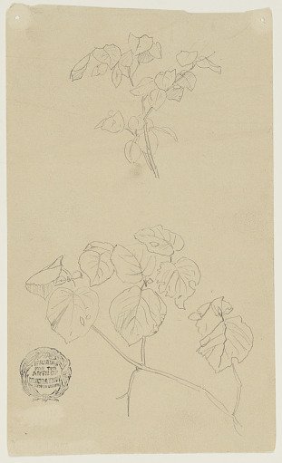 Sketches of Plants