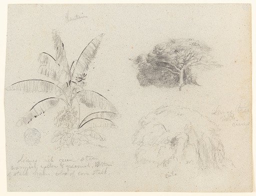 Botanical Sketches, Colombia or Ecuador