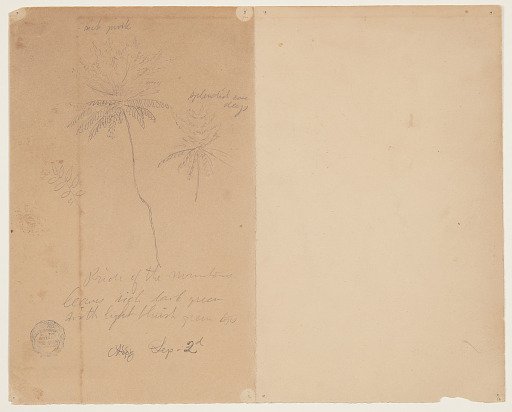 Botanical Sketch, Pride of the Mountain
