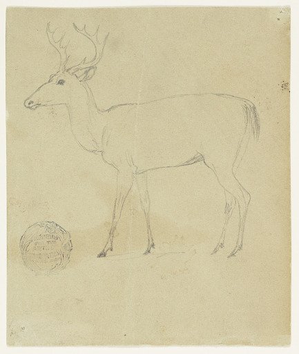 A Standing Stag