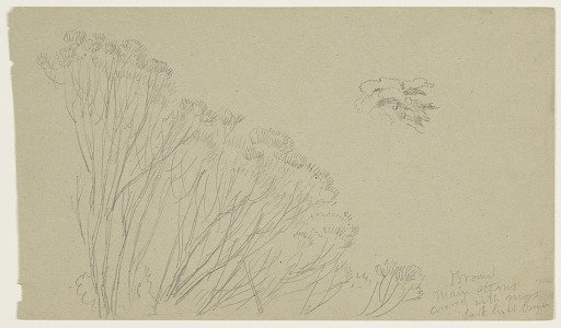 Tree Sketches