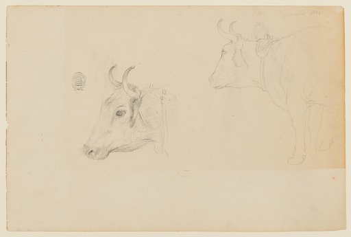 Bull Sketches, Catskill, New York