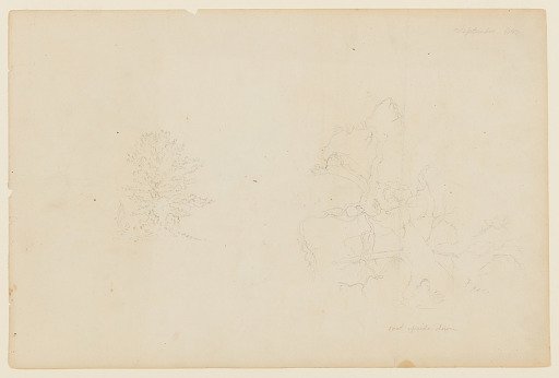 Sketches of Tree and Roots, Catskill, New York