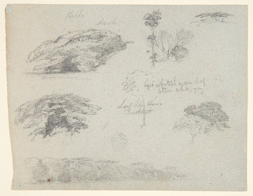Botanical Sketches from the Rio Magdalena, Colombia