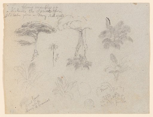 Botanical Sketches from the Rio Magdalena, Colombia