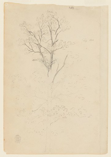Sketch of a Tree, Catskill, New York