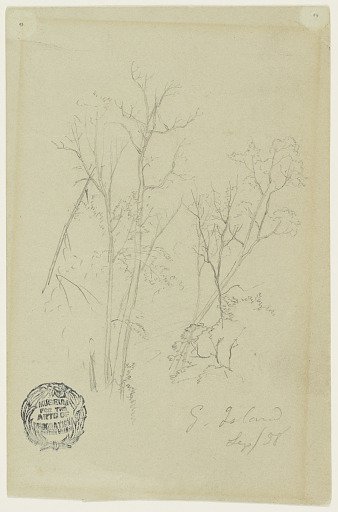 Trees on Goat Island, Niagara Falls, New York