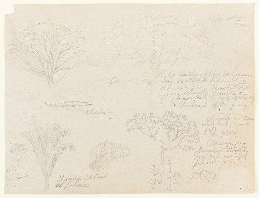 Botanical Sketches with an Alligator, Río Magdalena, Colombia