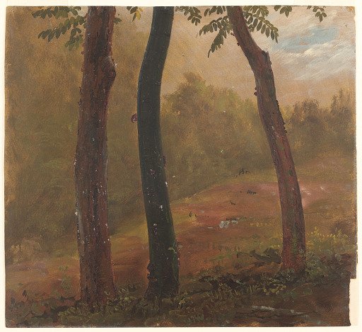Almacigo Trees, Jamaica