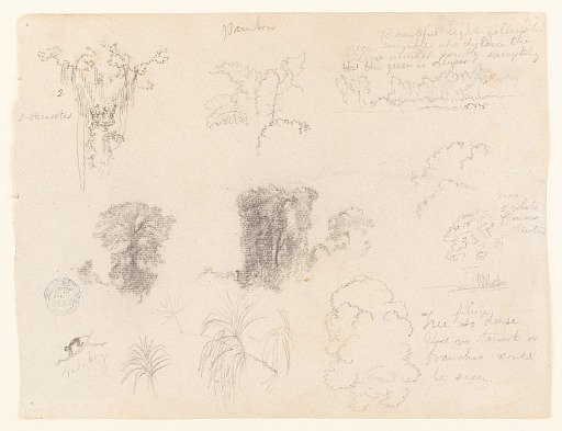 Botanical sketches with a Monkey, Colombia or Ecuador
