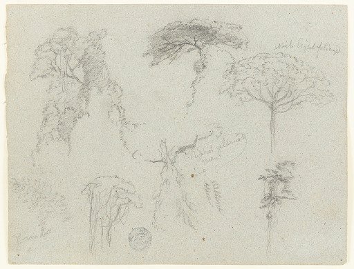 Sketches of Trees, Ecuador