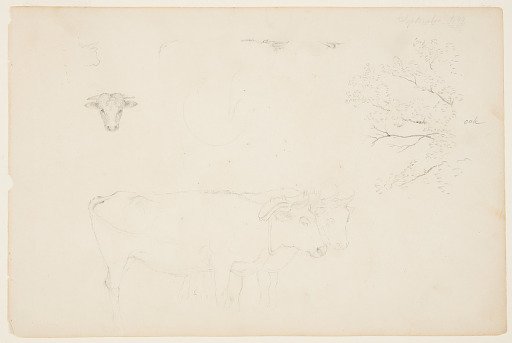 Sketches of Bulls and an Oak Tree, Catskill, New York