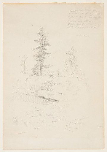 Pine Trees Along a Rocky Bank, Catskill, New York