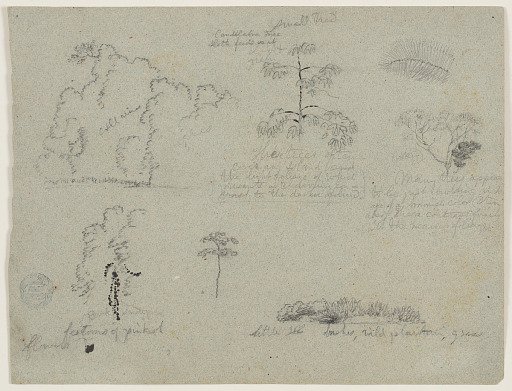 Botanical and Landscape Sketches along the Río Magdalena, Colombia