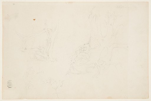 Gnarled Tree Trunks and a Grape Vine, Catskill, New York