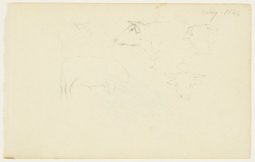 Bull Sketches, Catskill, New York