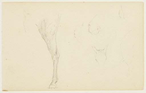 Horse Sketches