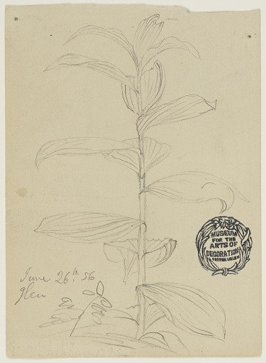 Plant Sketch