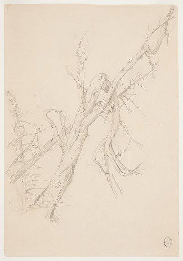 Gnarled Dead Tree