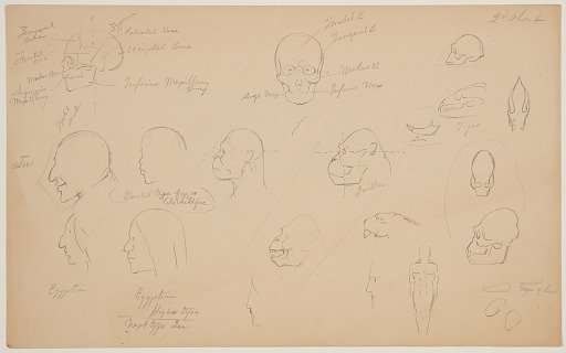 Anatomical Sketches of Human and Animal Heads