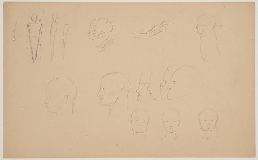 Anatomical Sketches of Heads