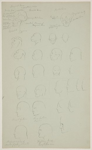 Anatomical Sketches of Heads