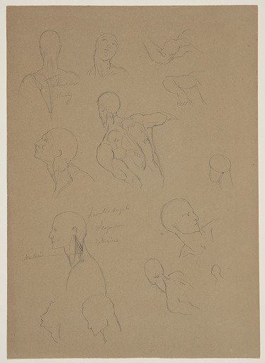 Anatomical Sketches of the Head, Neck, and Shoulders