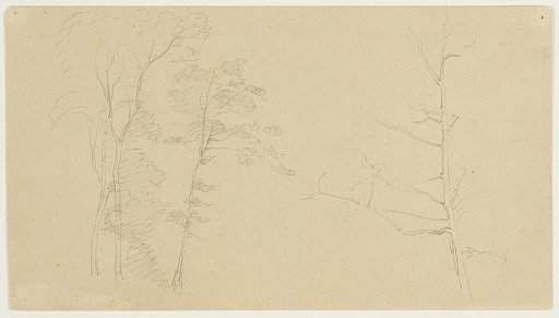 Sketches of Trees