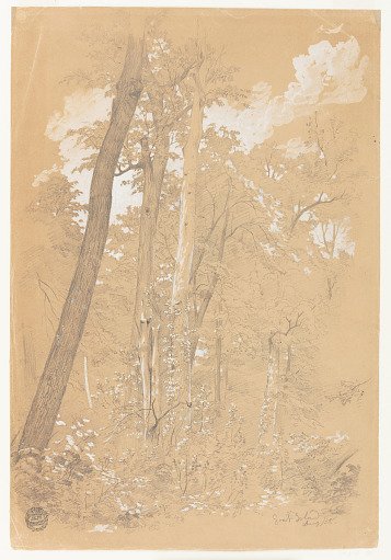 Trees on Goat Island, Niagara River, New York