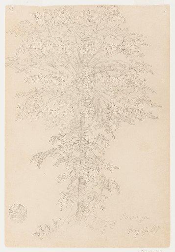 Papaya Tree, Ecuador