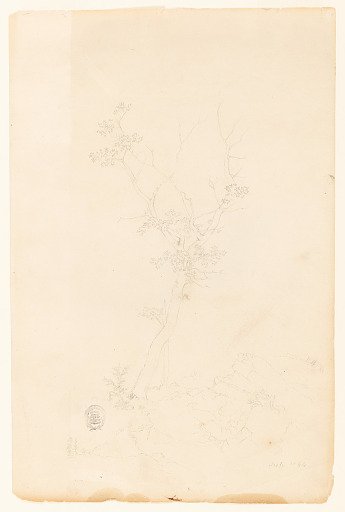 Tree, Catskill, New York