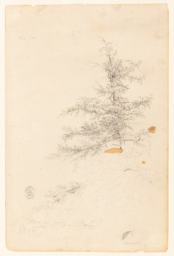 Tree by a Stream, Catskill, New York