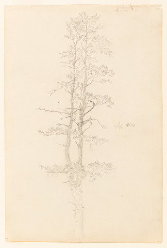 Evergreen Tree, Catskill, New York