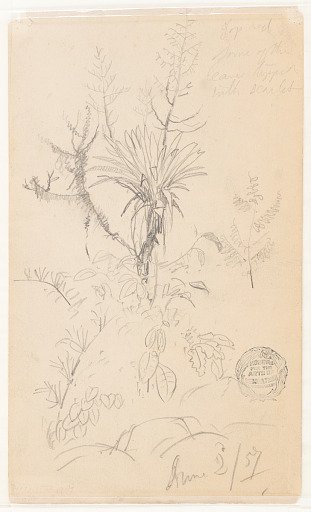 Botanical Sketch with Agave Plant, Ecuador