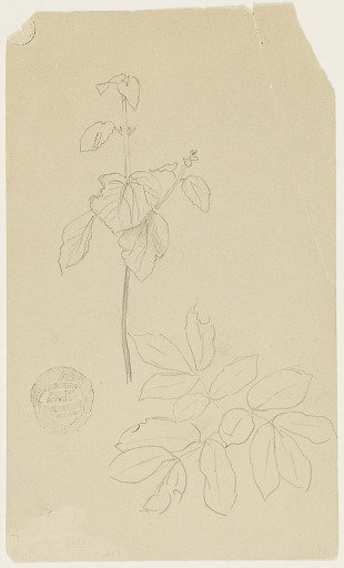 Plant Sketch
