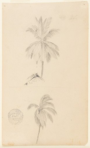 Coconut Palm, Two Views