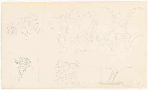 Botanical Studies and a Riverbank, Ecuador