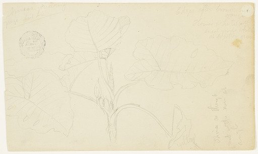 Botanical Study, Ecuador