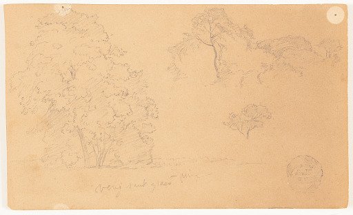 Botanical Studies of Trees, Ecuador
