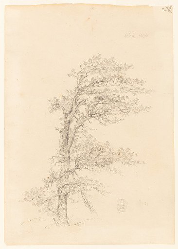 A Pitch Pine, Catskill, New York